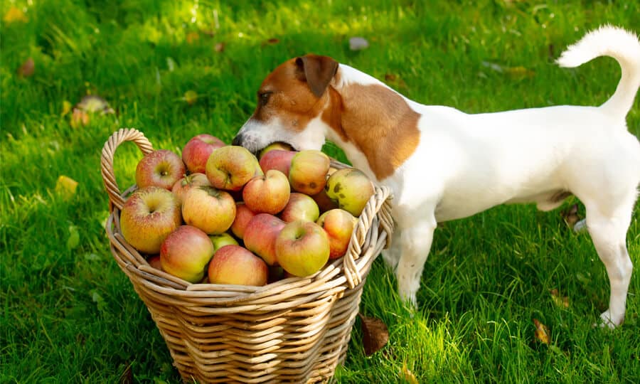 cachorro pegando uma fruta de um cesto