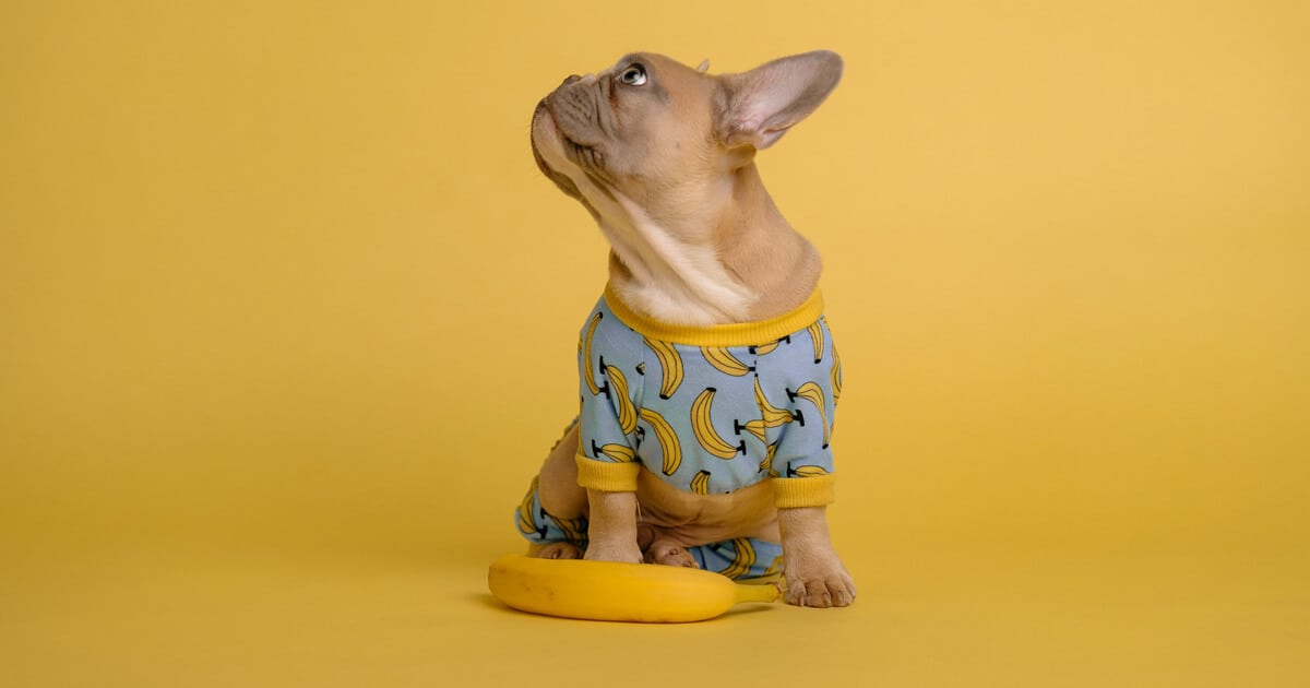 cachorro em fundo amarelo com camiseta de banana em frente a uma banana de verdade