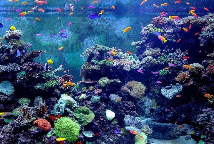 aquário com peixes e corais