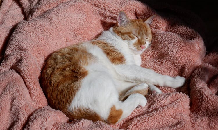 gata dormindo em um cobertor rosa
