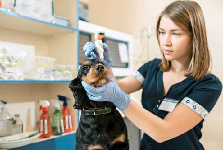 veterinária aplicando colírio em cachorro.