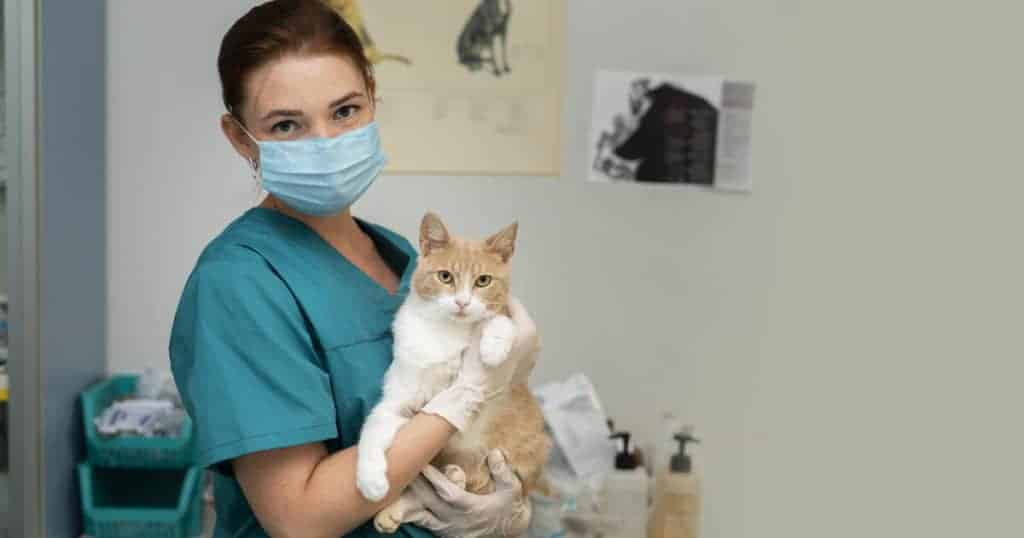 veterinária segurando um gato.