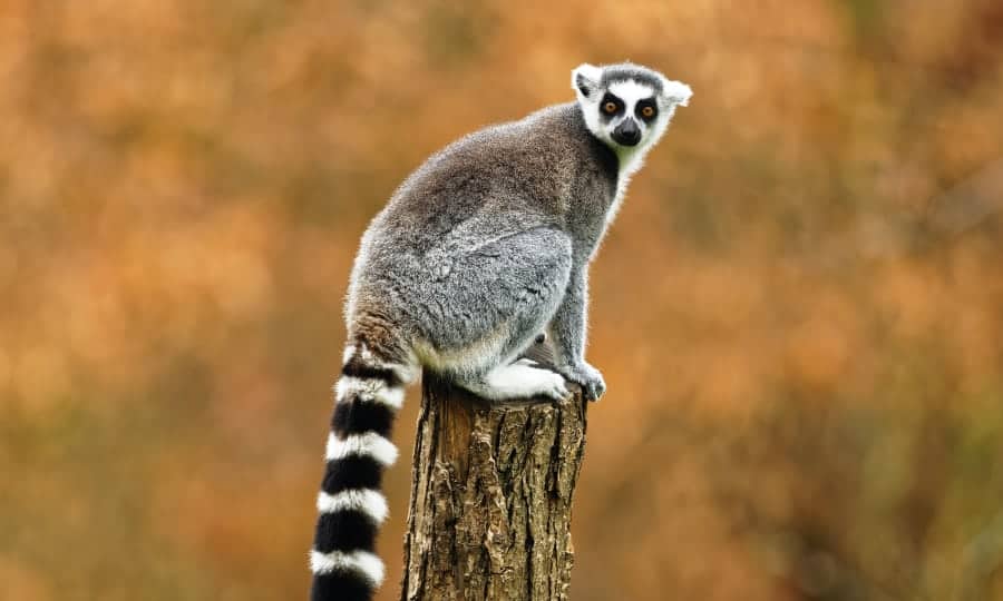 lemure em um toco de árvore