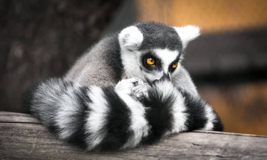 lemure escondido atrás do rabo