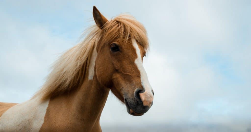 Desenho de Cavalo marinho pintado e colorido por Usuário não