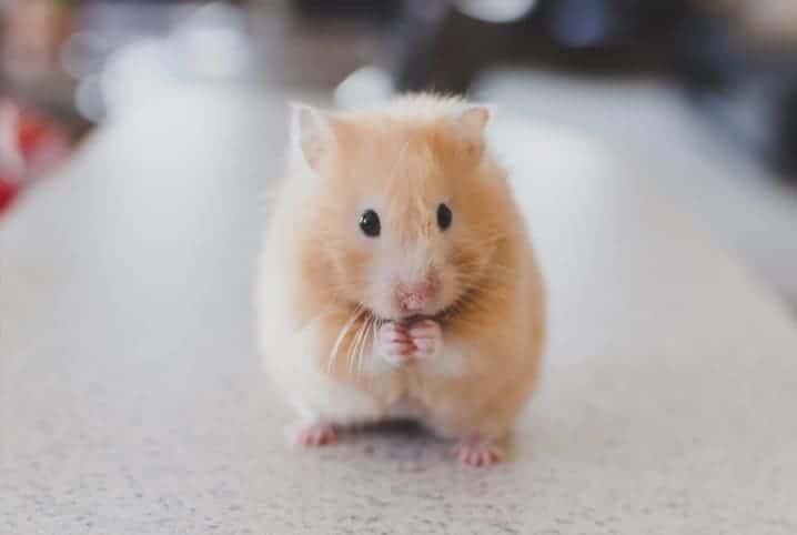 Hamster comendo algo e olhando para a câmera.