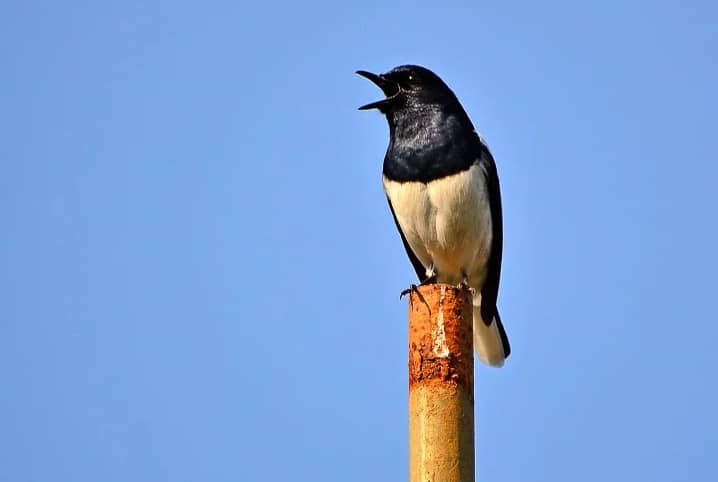 ave preta com barriga branca em um poste de madeira
