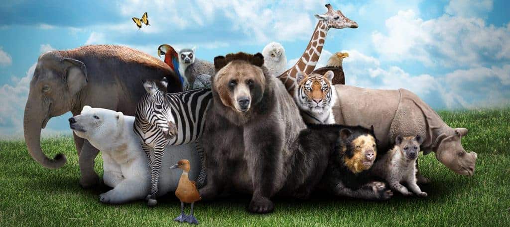 muitos animais reunidos em uma imagem editada