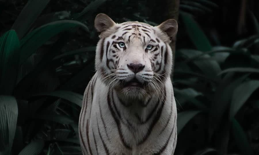 tigre branco com folhas ao fundo