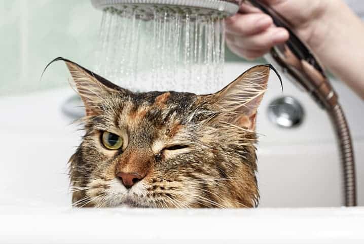 gato tomando banho de chuveiro em uma banheira