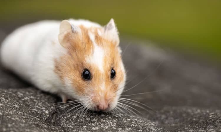 hamster com pelo claro farejando uma superfície escura