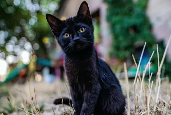 Gato preto sentando no chão, olhando para a câmera.