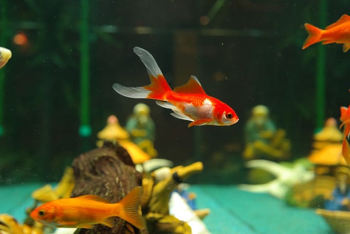 peixe laranja nadando no aquário.