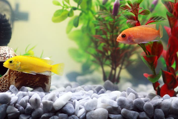 peixe amarelo e peixe laranja nadando no aquário com pedras cinzas.