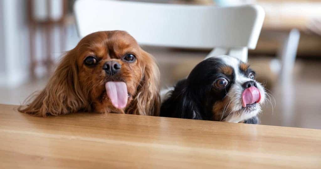 cachorros com a língua de fora.