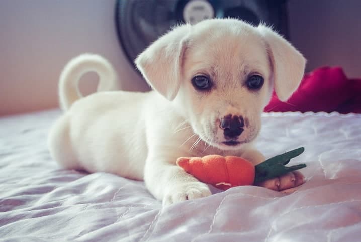 cachorro filhote com brinquedo no formato de cenoura.