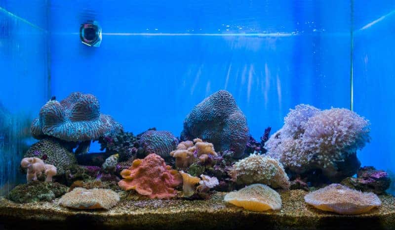 aquário retangular com corais e pedras
