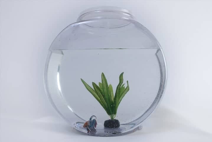 pequeno aquário redondo com planta e um pequeno peixe