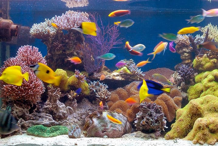 aquário com muitos peixes e corais