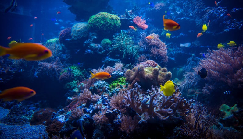 aquário com peixes e corais