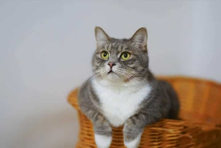 gato acima do peso sentado em cesta.