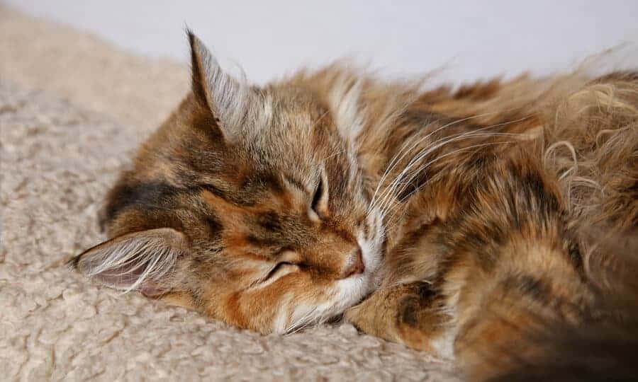 gato dormindo sozinho.