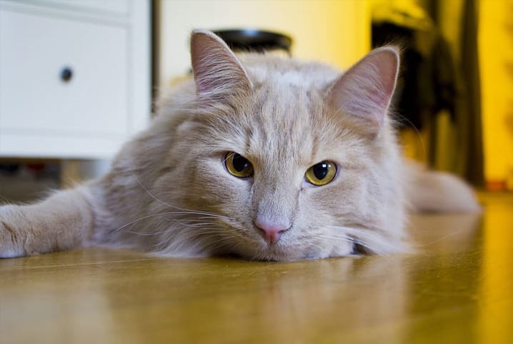 gato olhando para a câmera com cara de bravo.