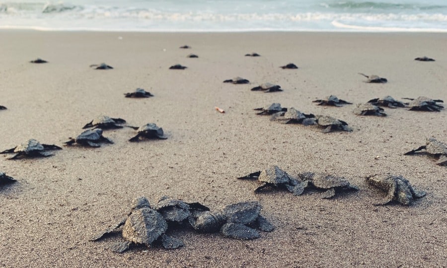 tartarugas-de-couro filhotes andando até o mar.
