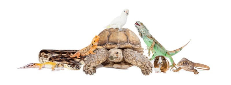 montagem com diversos animais como tartaruga lagartos aves e roedores