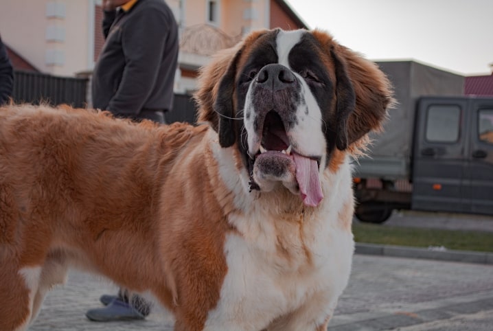 Com mais de 2 metros, Dogue Alemão se torna o maior cachorro do mundo