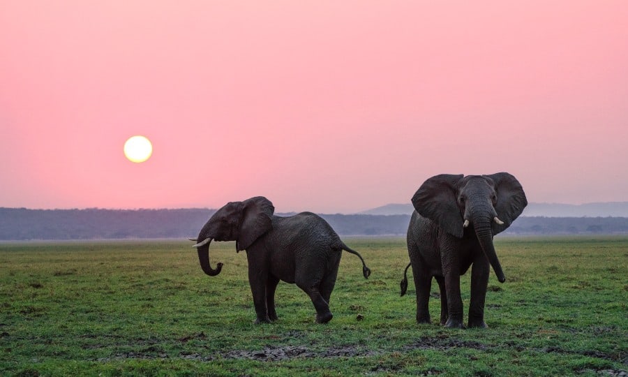 dois elefantes com o sol ao fundo.
