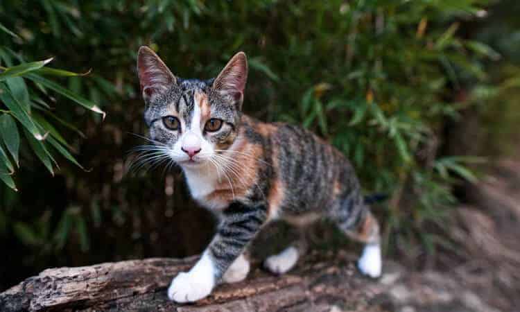 gato mesclado em cima de uma pedra.