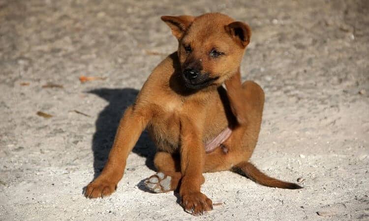 filhote de cachorro vira lata se coçando