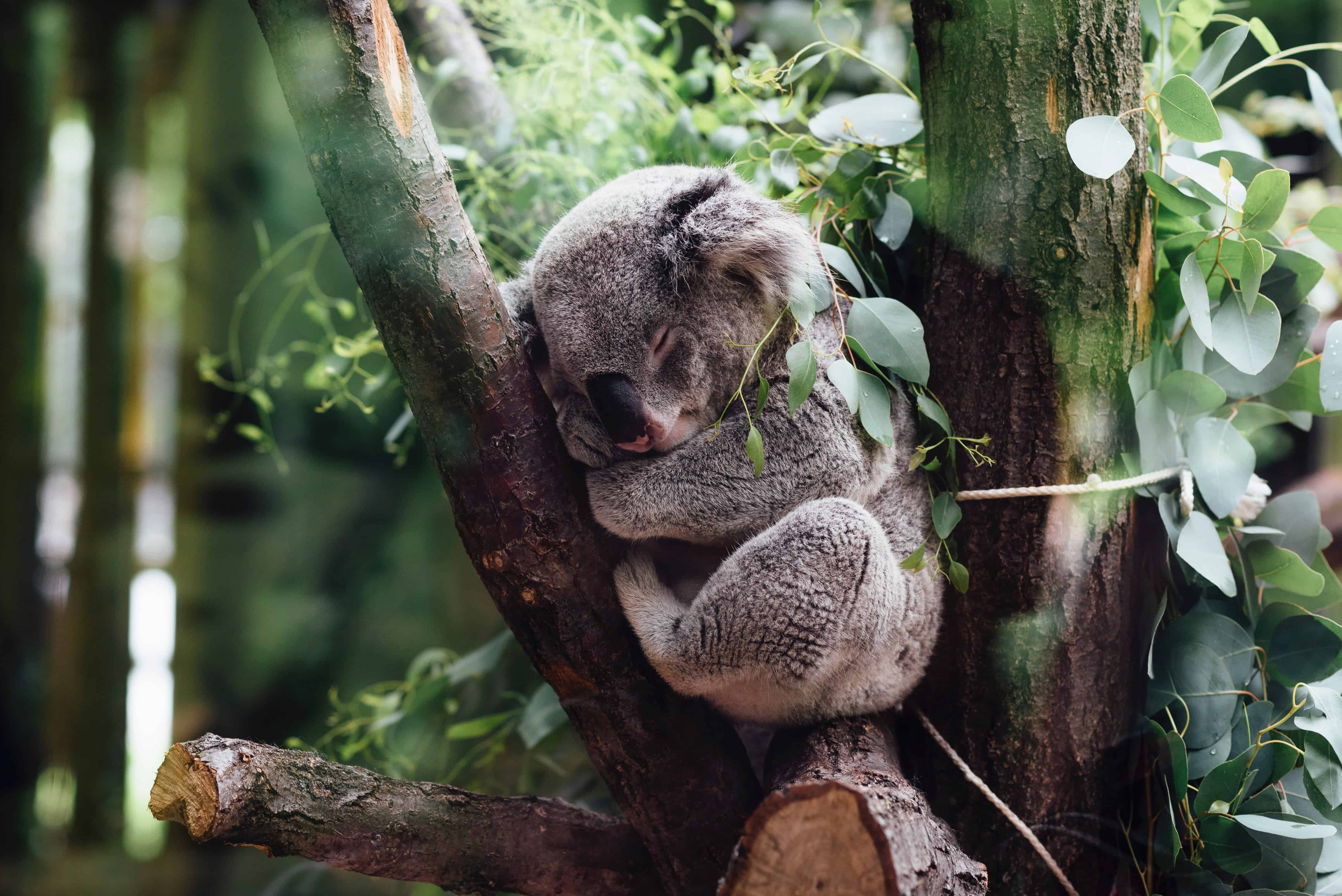 coala dormindo entre dois galhos em árvore.