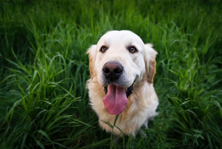 Cachorro labrador em gramado com a língua de fora