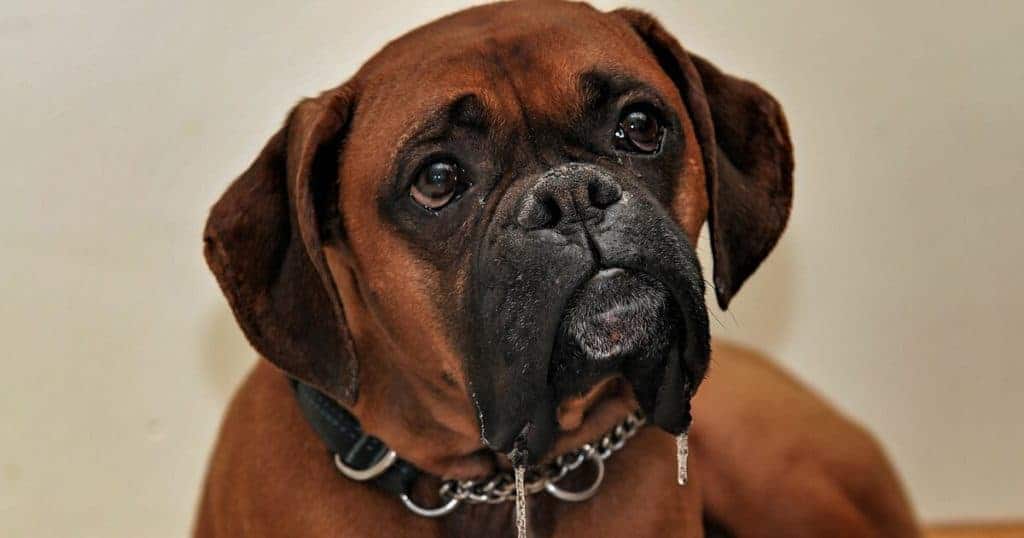 Cachorro boxer com cara de pidão.