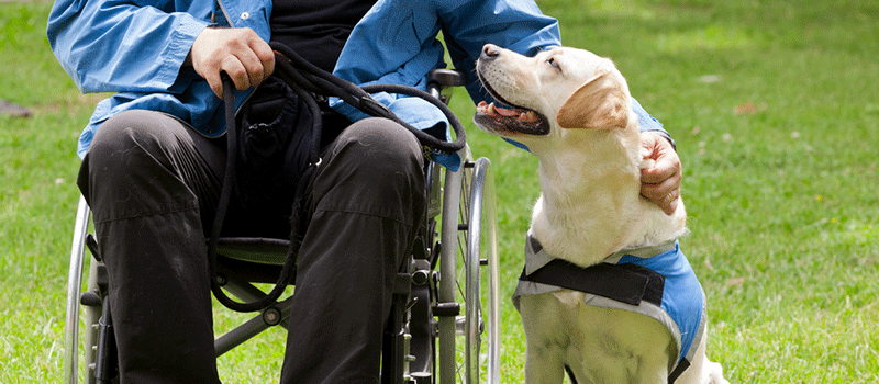 Cão guia ao lado de homem em cadeira de rodas
