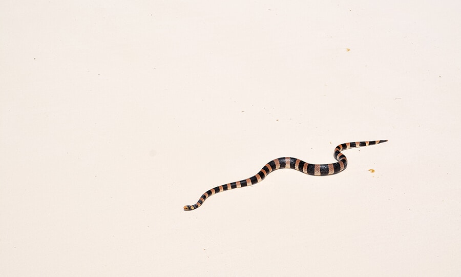 cobra falsa coral rastejando na areia.