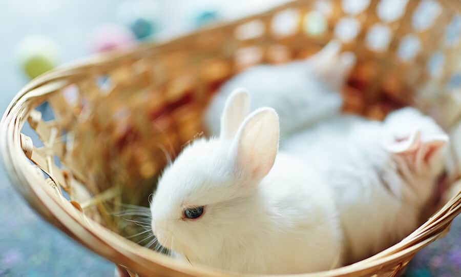 vários coelhos anões brancos em uma cesta aberta.