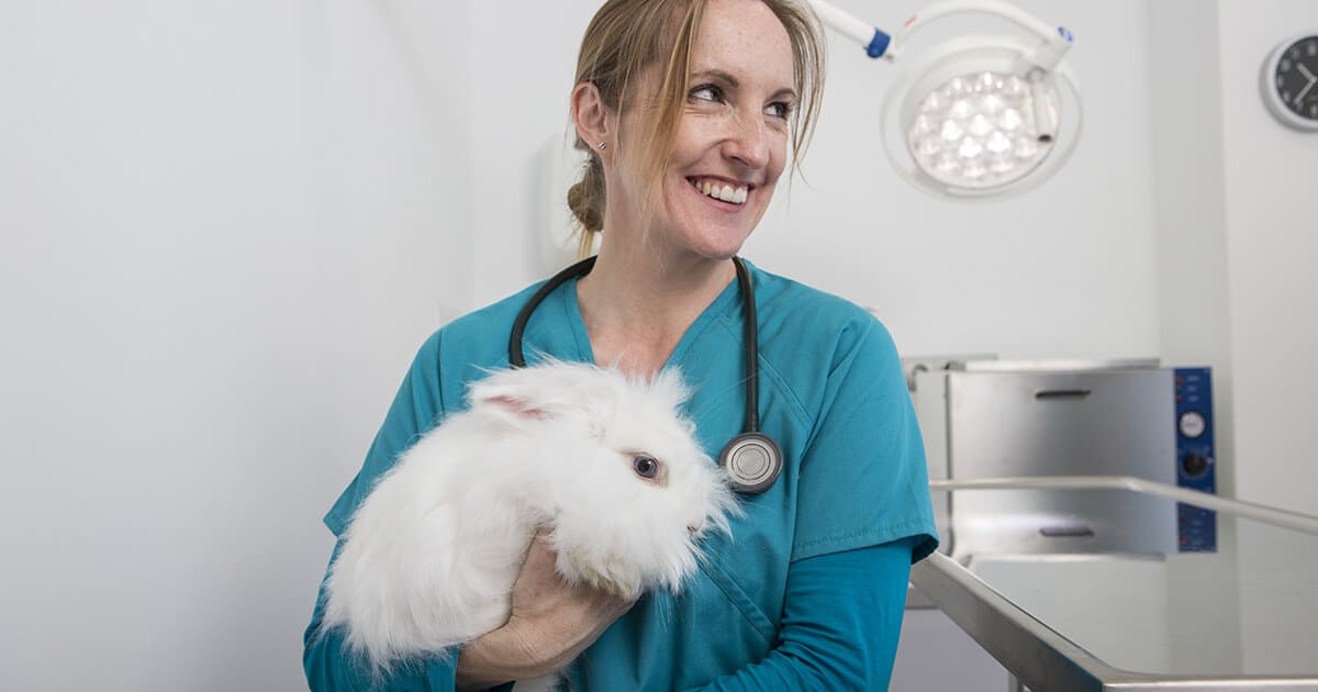 médica veterinária segurando um coelho angorá