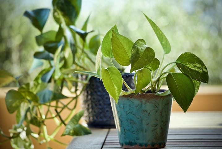 Plantas dentro de casa: veja as que mais se adaptam 