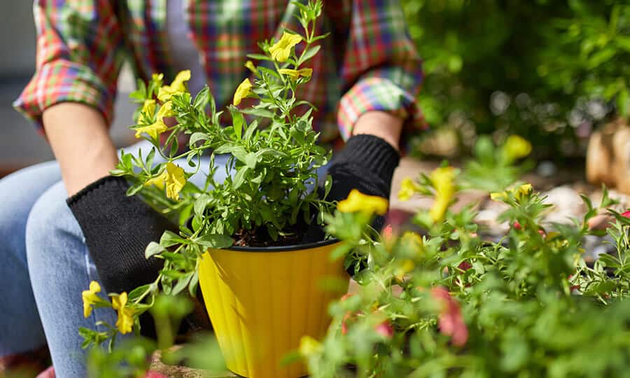 pessoa com blusa xadrez e luvas de jardinagem segurando o vaso de plantas.