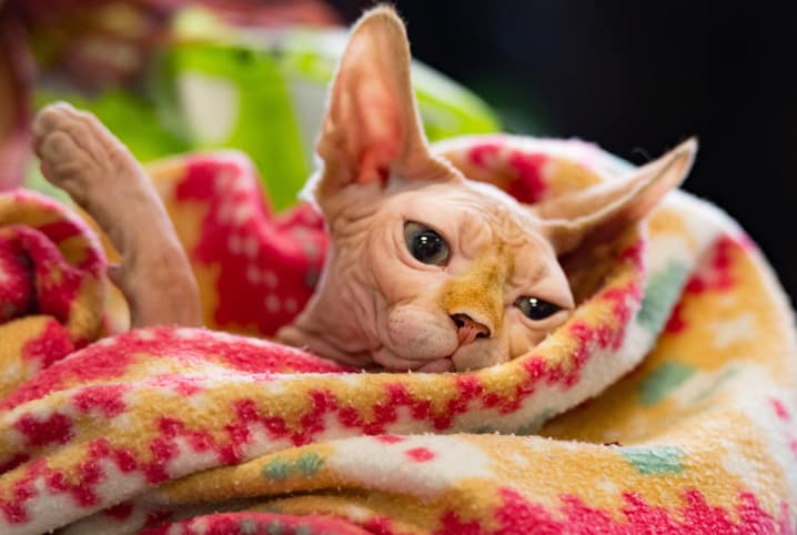 gato sphynx enrolado em cobertor.