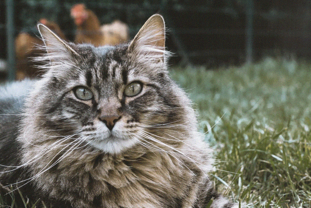 gato siberiano sentado em gramado.