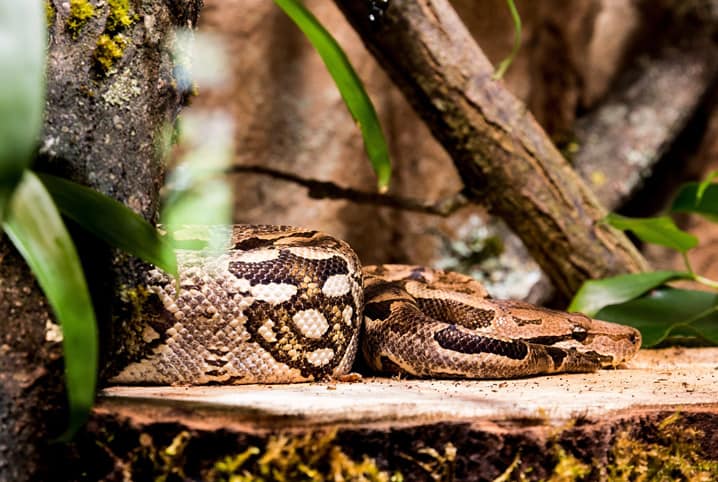 Saiba o que fazer e o que evitar se encontrar uma cobra em casa