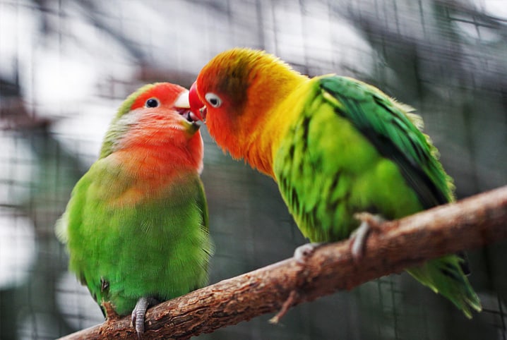 dois pássaros coloridos dividindo a comida.