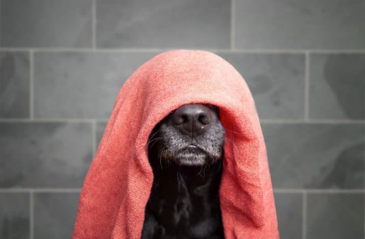 cachorro preto com toalha vermelha cobrindo a cabeça e deixando só o focinho a mostra.