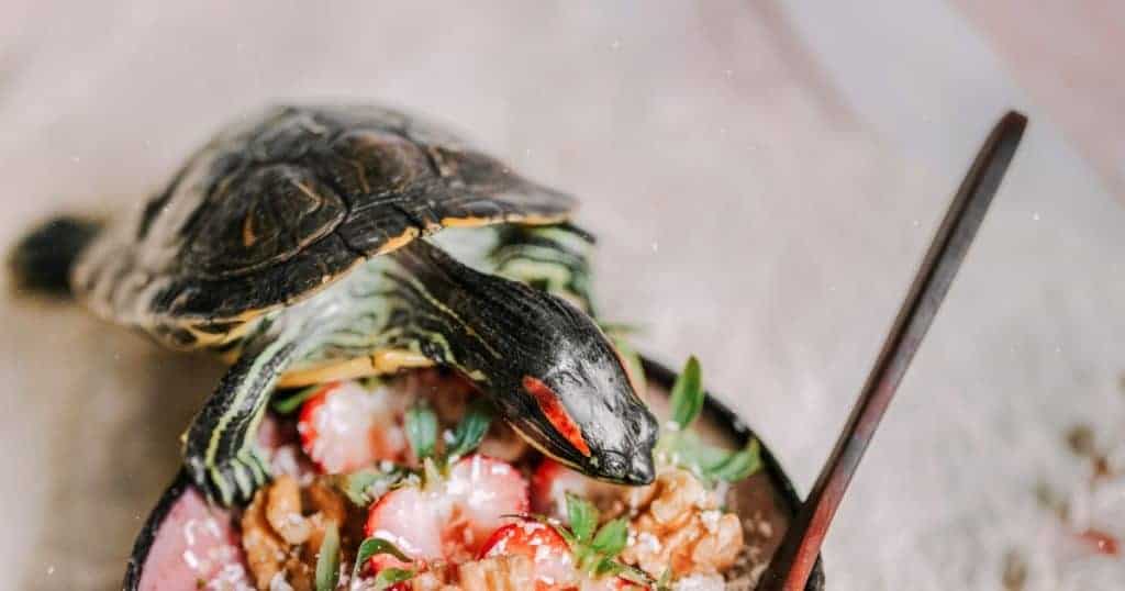 tartaruga perto de pote com morangos.