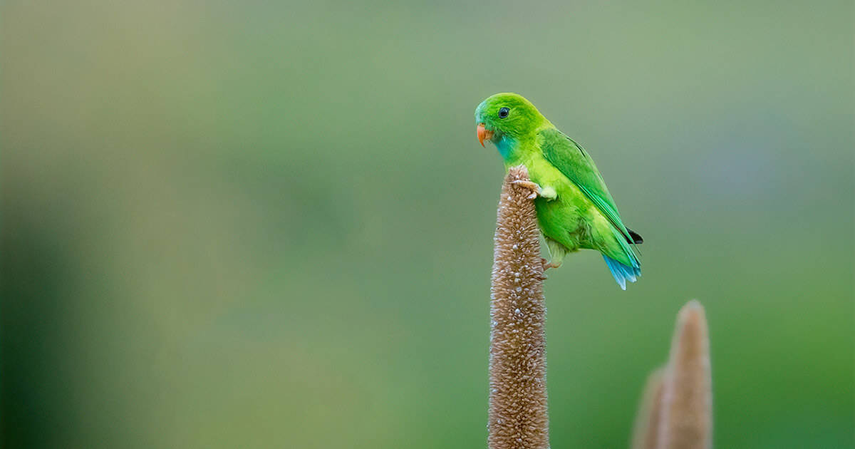 periquito pousado em planta.