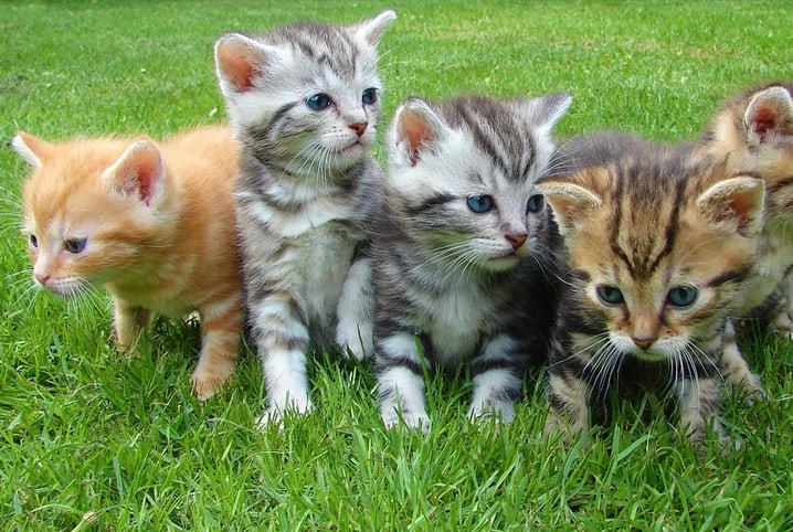 Quatro gatos filhotes em grama